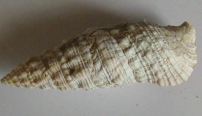 Cerithium vulgatum (Bruguiere, 1792) - Pliocene - Biellese